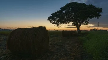 Beautiful sunset timelapse at paddy field. Rolls of paddy straw in paddy field Stock Footage 85535186