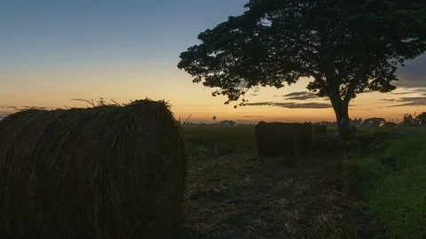 Beautiful sunset timelapse at paddy field. Rolls of paddy straw in paddy field Stock Footage 85535232