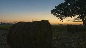 Beautiful sunset timelapse at paddy field. Rolls of paddy straw in paddy field Stock Footage 85535721