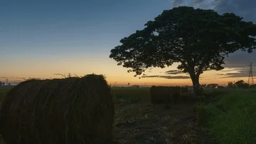 Beautiful sunset timelapse at paddy field. Rolls of paddy straw in paddy field Stock Footage 85535762