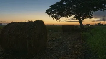Beautiful sunset timelapse at paddy field. Rolls of paddy straw in paddy field Stock Footage 85536259