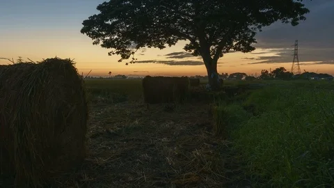 Beautiful sunset timelapse at paddy field. Rolls of paddy straw in paddy field Video stock 85536274