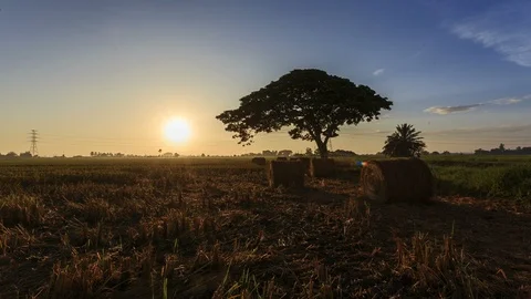 Beautiful sunset timelapse at paddy field. Rolls of paddy straw in paddy field Video stock 85586384