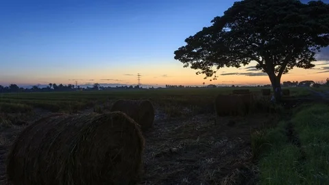 Beautiful sunset timelapse at paddy field. Rolls of paddy straw in paddy field Stock Footage 85586520