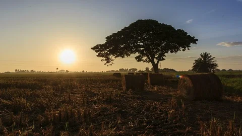 Beautiful sunset timelapse at paddy field. Rolls of paddy straw in paddy field Stock Footage 85586528