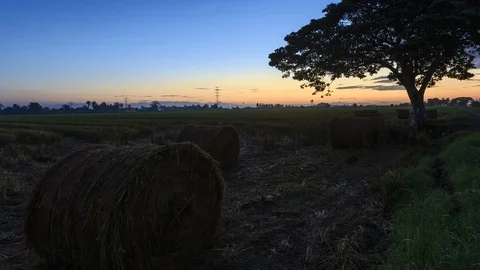 Beautiful sunset timelapse at paddy field. Rolls of paddy straw in paddy field Stock Footage 85586630