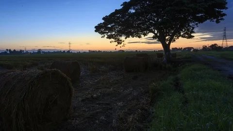 Beautiful sunset timelapse at paddy field. Rolls of paddy straw in paddy field Stock Footage 85586637