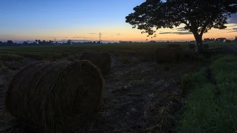 Beautiful sunset timelapse at paddy field. Rolls of paddy straw in paddy field Stock Footage 85586834