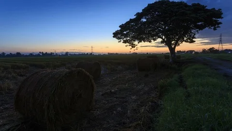 Beautiful sunset timelapse at paddy field. Rolls of paddy straw in paddy field Stock Footage 85586869