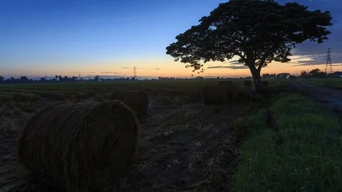 Beautiful sunset timelapse at paddy field. Rolls of paddy straw in paddy field Stock Footage 85587060
