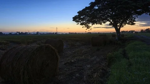 Beautiful sunset timelapse at paddy field. Rolls of paddy straw in paddy field Stock Footage 85587082