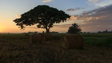Beautiful sunset timelapse at paddy field. Rolls of paddy straw in paddy field Stock Footage 85587291