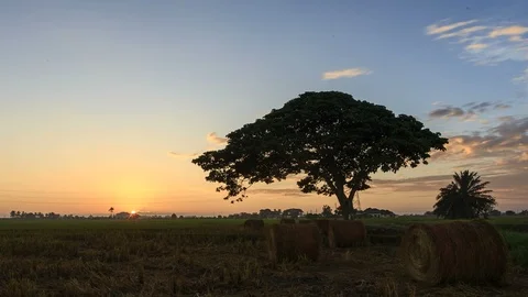 Beautiful sunset timelapse at paddy field. Rolls of paddy straw in paddy field Stock Footage 85587294