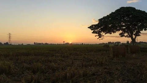 Beautiful sunset timelapse at paddy field. Rolls of paddy straw in paddy field Stock Footage 85587416