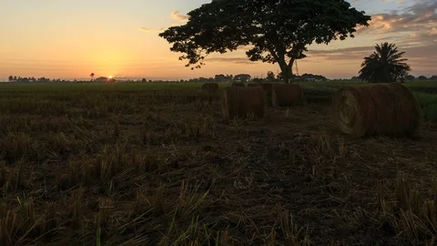 Beautiful sunset timelapse at paddy field. Rolls of paddy straw in paddy field Stock Footage 85587419