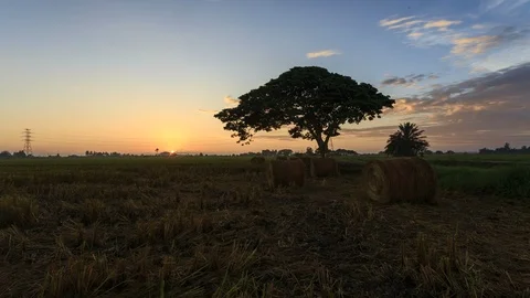 Beautiful sunset timelapse at paddy field. Rolls of paddy straw in paddy field Stock Footage 85587526