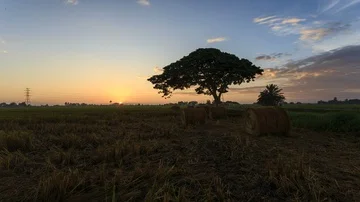 Beautiful sunset timelapse at paddy field. Rolls of paddy straw in paddy field Stock Footage 85587528
