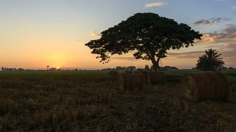 Beautiful sunset timelapse at paddy field. Rolls of paddy straw in paddy field Stock Footage 85587613