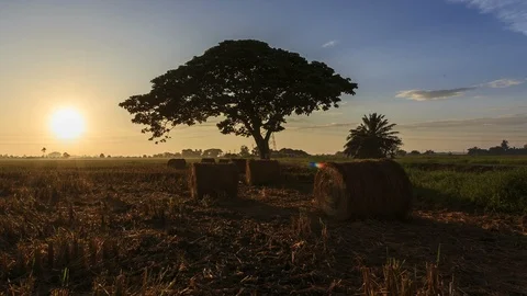 Beautiful sunset timelapse at paddy field. Rolls of paddy straw in paddy field Stock Footage 85587680