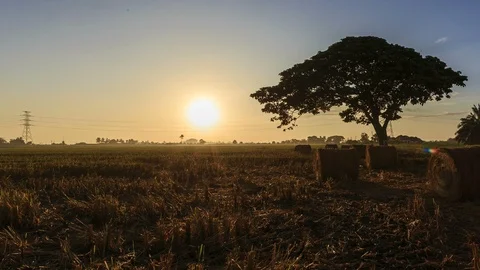 Beautiful sunset timelapse at paddy field. Rolls of paddy straw in paddy field Stock Footage 85587701