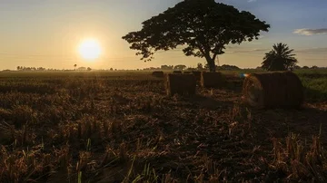 Beautiful sunset timelapse at paddy field. Rolls of paddy straw in paddy field Stock Footage 85587739