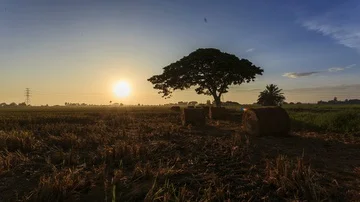 Beautiful sunset timelapse at paddy field. Rolls of paddy straw in paddy field Stock Footage 85587810