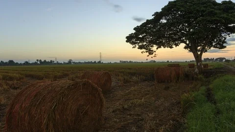 Beautiful sunset timelapse at paddy field. Rolls of paddy straw in paddy field Stock Footage 85588130
