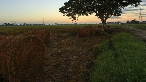 Beautiful sunset timelapse at paddy field. Rolls of paddy straw in paddy field Video stock 85588209