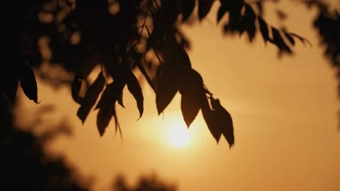 Beautiful Sunset with Tree Leaf Silhouettes and Natural Colors Video stock 341856013