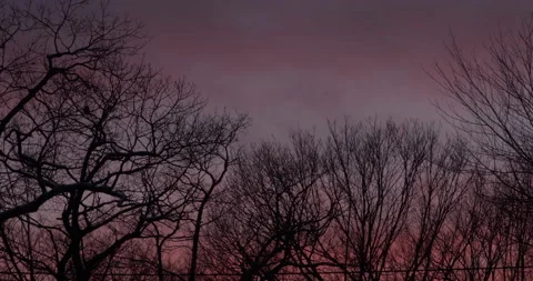 Beautiful sunset with trees in foreground Stock Footage 147832882