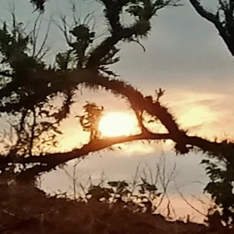 Beautiful Sunset with Trees in Front View Stock Footage 313519003