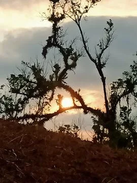 Beautiful Sunset with Trees in Front View Stock Photos