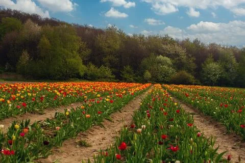 Beautiful sunset at the tulip fields Stock Photos