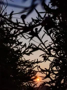 Beautiful sunset view between dark grass Photos