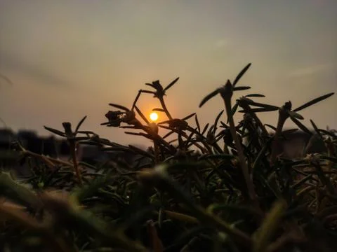 Beautiful sunset view between grass, sunset light and grass 库存照片
