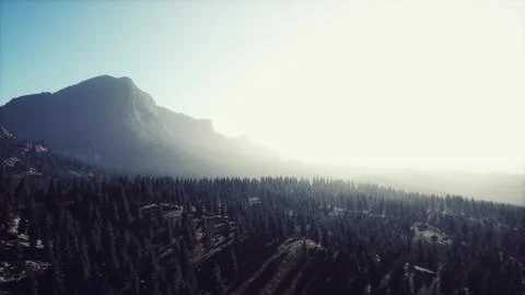 Beautiful sunset view in cedar forest in front of sayan mountain range 스톡 일러스트