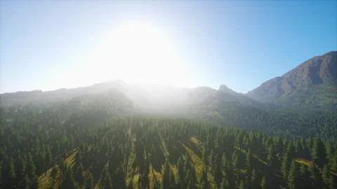 Beautiful sunset view in cedar forest in front of sayan mountain range Stock Illustration