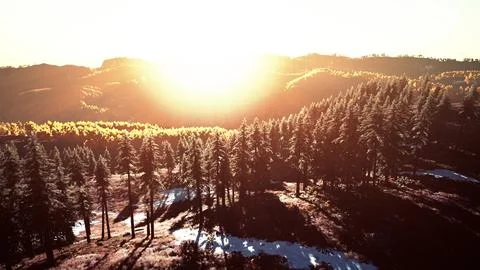 Beautiful sunset view in cedar forest in front of sayan mountain range Stock-Illustration