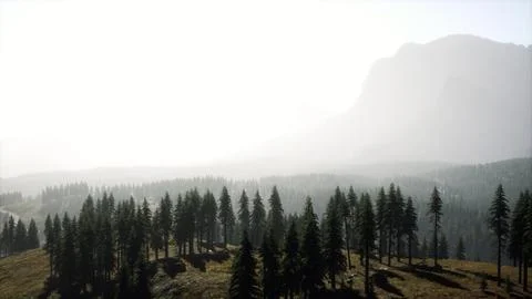 Beautiful sunset view in cedar forest in front of sayan mountain range Stock-Illustration