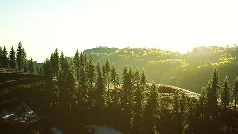 Beautiful sunset view in cedar forest in front of sayan mountain range Stock-Illustration