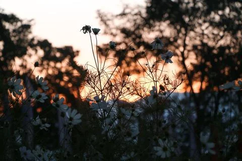 Beautiful sunset view in the forest Stock Photos