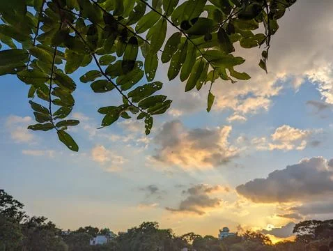 Beautiful sunset view with a green tree branch. Scenic rural area nature vi.. Stock Photos