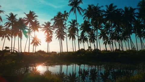 Beautiful sunset view of palm trees, sea and blue sky in tropical paradise Stock Footage 250385347