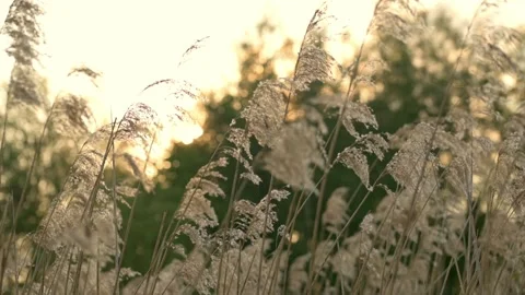 A beautiful sunset view through tall reeds, with the warm light illuminating the Видео 280506389