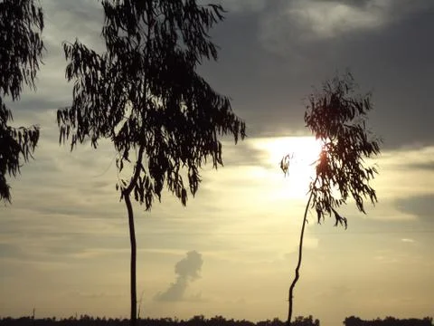 Beautiful Sunset View Through Trees Stock-Fotos