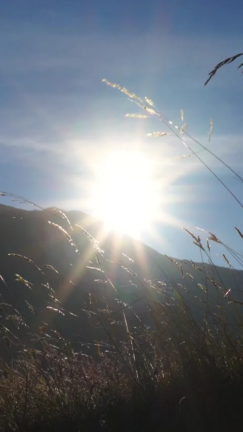 Beautiful sunset with wheat ears in the mountain. Sun in the middle of the mount Stock-Footage 251032626