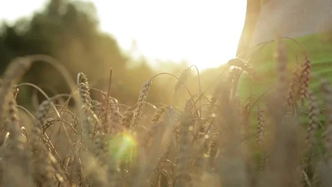 Beautiful sunset on the wheat field. Stock Footage 69955346