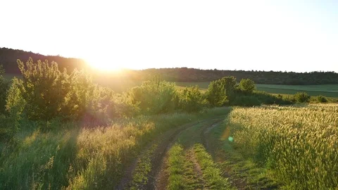 Beautiful sunset at the  wheat field Stock Footage 113178327