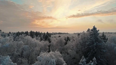 Beautiful Sunset In Winter Forest 動画素材 100042849