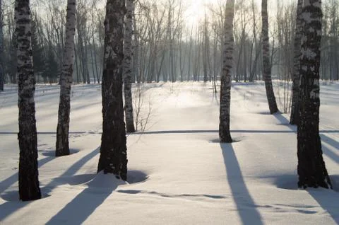 Beautiful sunset in winter Park, trees, snow Foto stock